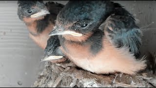 Baby Barn Swallows:  Day 19 - Live Stream 赤ちゃんの納屋のツバメ