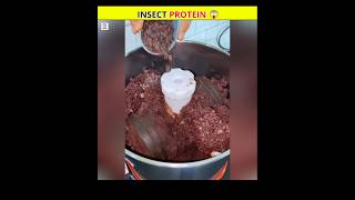 Insect Protein Powder 😰