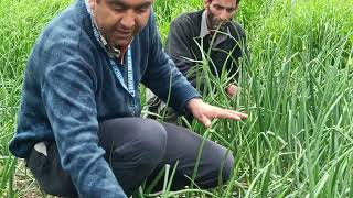 Onion Crop it's important tips during cultivation.Source Sink relation is important for plant growth