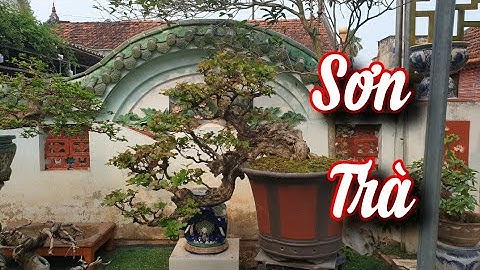 SH.4791. Cây Sơn Trà dáng Huyền đẹp giá hợp lý.