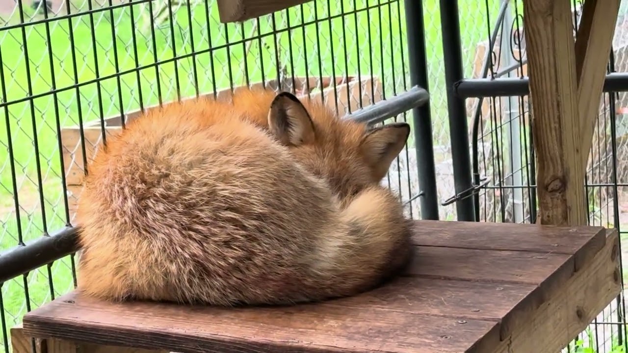 Winter Fox Wednesday! FTF Foxy check in!