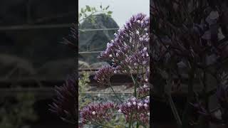 What is Rain Garden #raingarden #sustainabledrainage