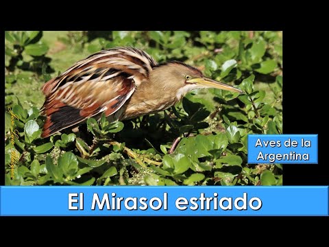 Mirasol estriado - Mirasol común, Stripe backed Bittern, (Ixobrychus involucris), Aves argentinas