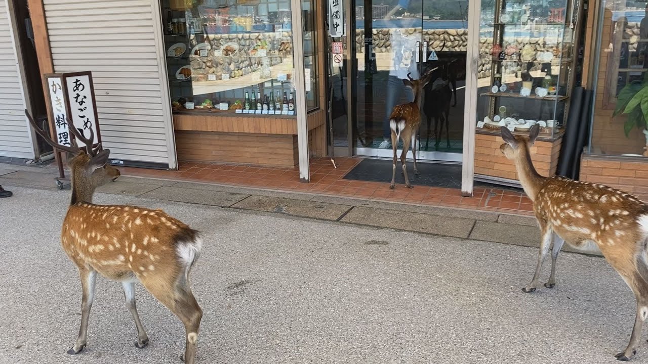 Deer Who Wants To Enter The Shop For Some Reason Aki No Miyajima Itsukushima Shrine Youtube