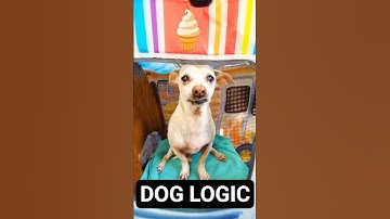 My Dog Charged Me $1 Million for Ice Cream 🍦😂 #dogshorts #funnydog #comedyshorts