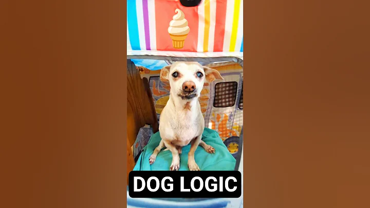 My Dog Charged Me $1 Million for Ice Cream 🍦😂 #dogshorts #funnydog #comedyshorts