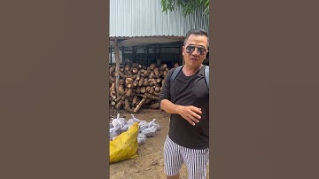 Cây bạc hà 🌿 rừng dùng để làm th.u.ố.c trên núi Cấm tỉnh An Giang