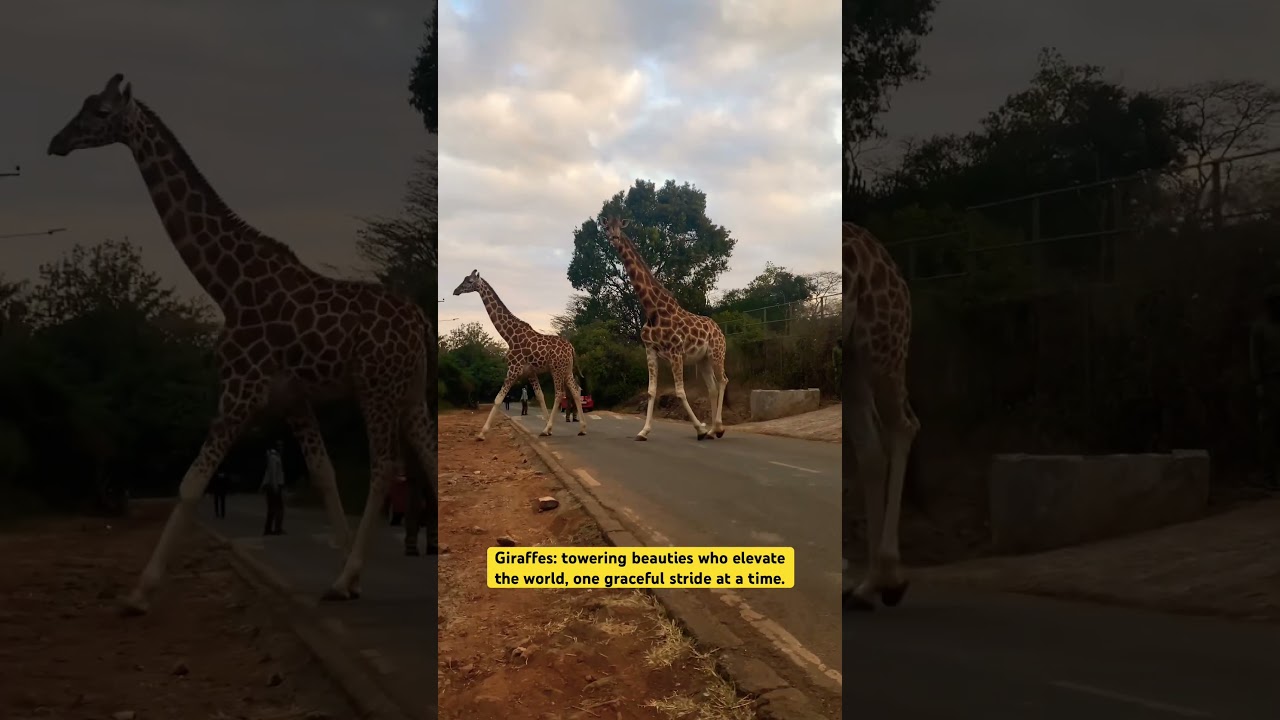 Giraffes: towering beauties who elevate the world, one graceful stride at a time 