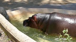 Watch Hippos Los Angeles video