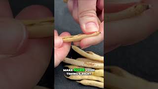 Edible Bean School: Desiccation Timing & Tips #shorts