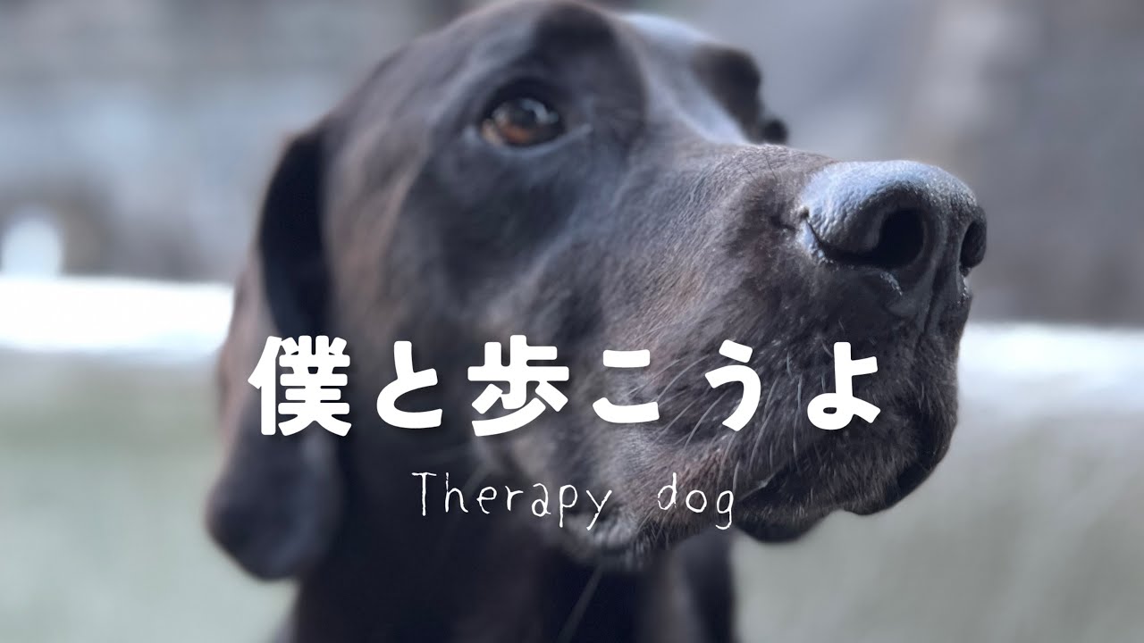 癒しのワンコ処方します｜優しい大型犬の横をゆっくり歩いてみませんか？