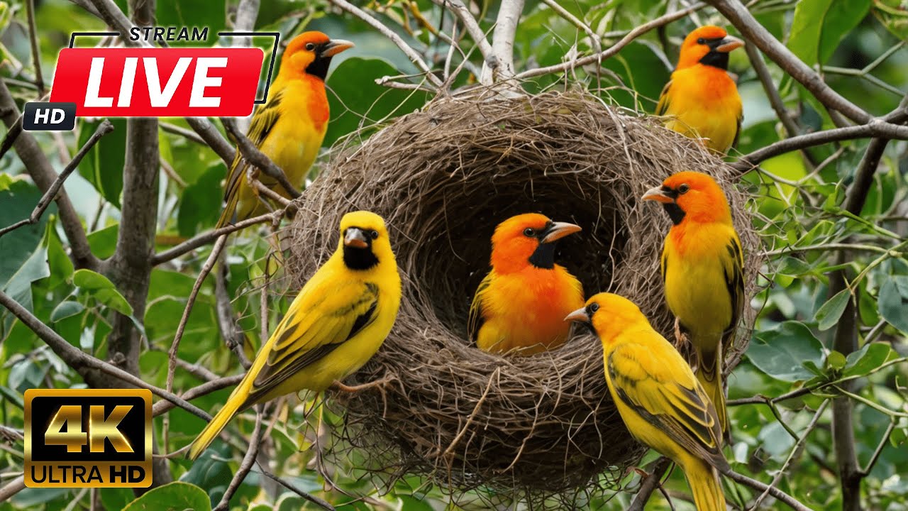 🔴 CAT TV 24/7 NO ADS 🕊️ Birds & Squirrels Frolic Around the Fountain 🐿️ TV for cats to watch 4K