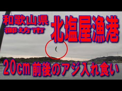 #161和歌山県北塩屋漁港20cm前後のアジ入れ食い重い重い竿が曲がる曲がるごぼう抜き湯浅御坊道路御坊IC阪和自動車道国道425号と国道42号交差点車横付釣り出来ます足場の良い波止投げサビキ釣