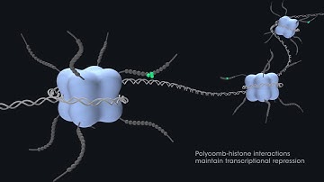 Gene regulation with PRC2 and PRC1
