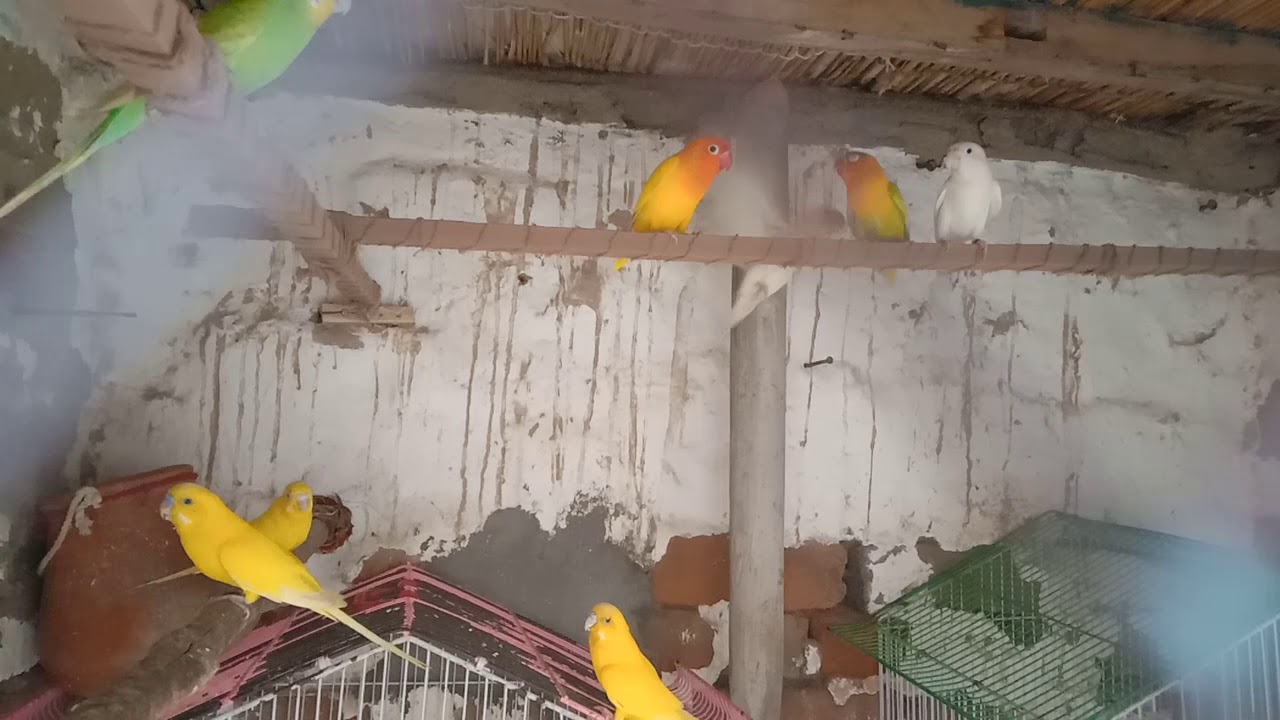Love birds for sale YouTube