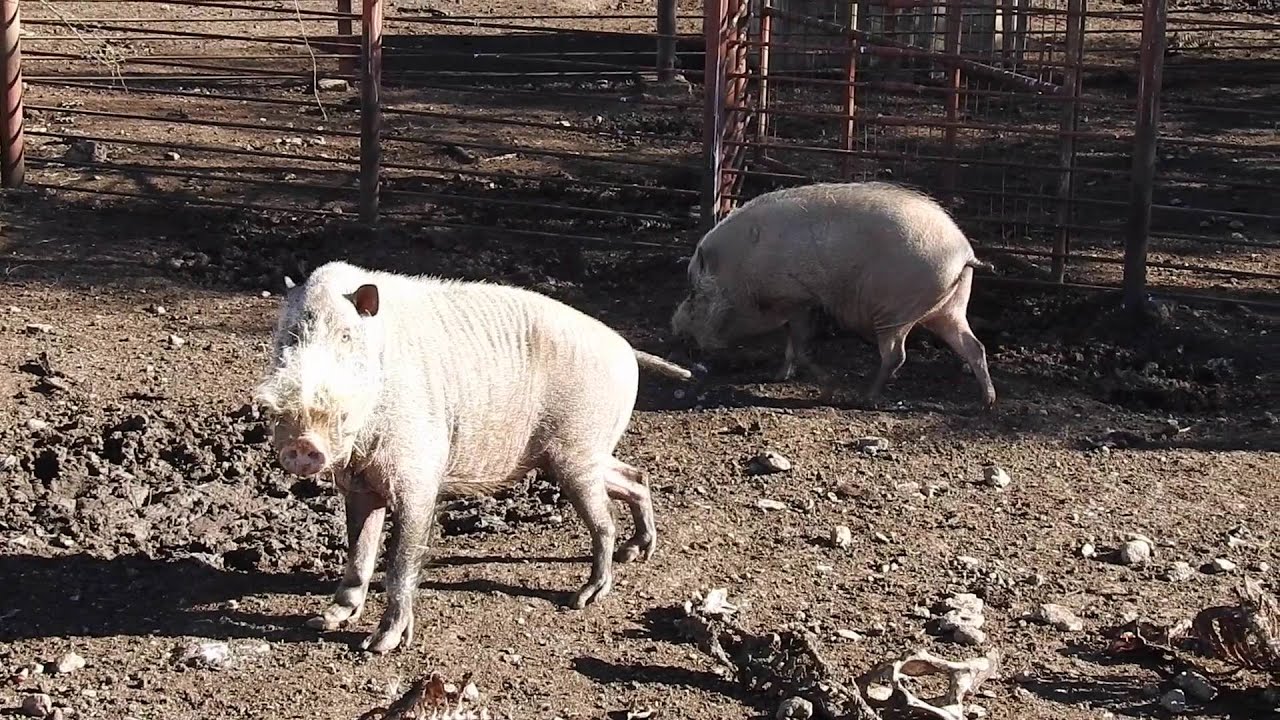 Bornean bearded pigs