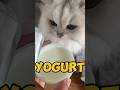 Laifu Yogurt Cat Cutecat Yogurt Laifu Yogurt Cat Cutecat Yogurt