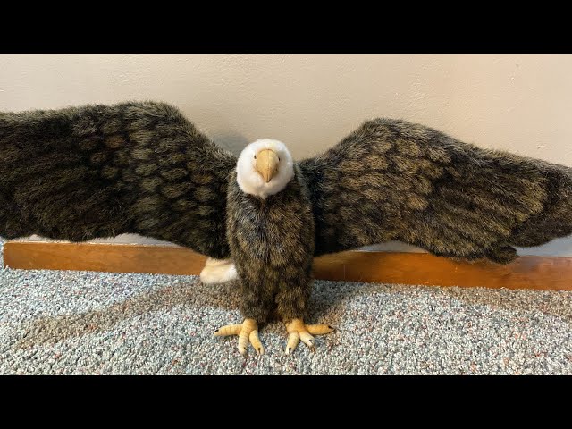 Hansa Bald Eagle Plush Unboxing & Review - YouTube
