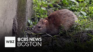 Tufts study says rats in Boston could be spreading potentially deadly disease