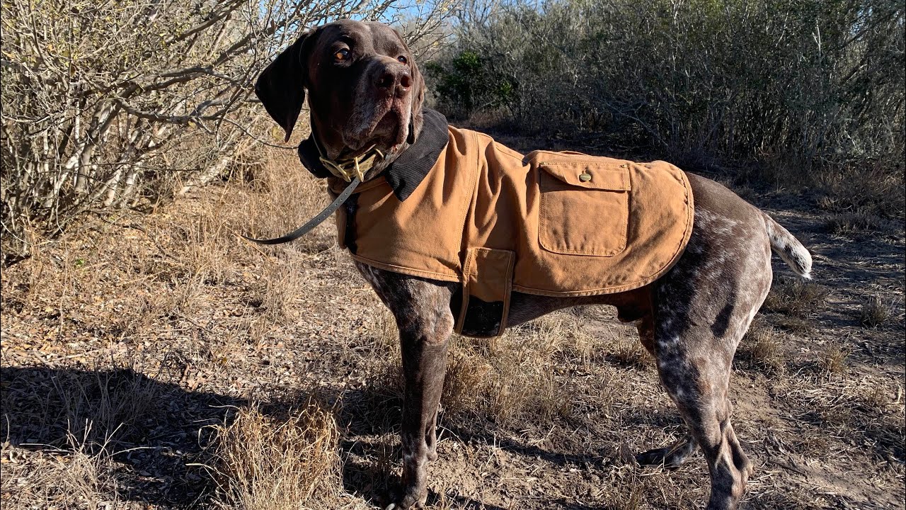 Review of the Carhartt Canvas Dog Jacket and Sizing Info 