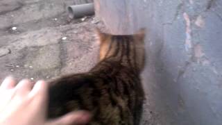 Ищем дом. Типичный Кичкас #1