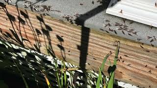 What do carpenter ants do to a deck?