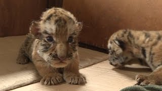 Siberian tiger baby boom in China breeding center