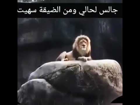 جالس الحالي