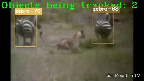 Zebra Detection and Tracking By Using YOLOV4 and DeepSort Tech.