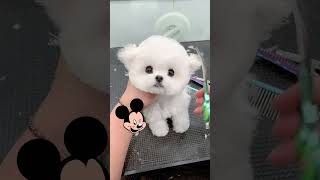 The little Bichon Frize chosen for Tianjin fans is really small, cute and fluffy. Do you like it? W