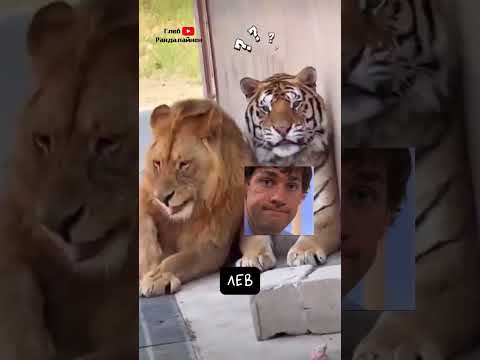 Тигр и Лев 🐯🦁 Друзья или Враги? thumbnail
