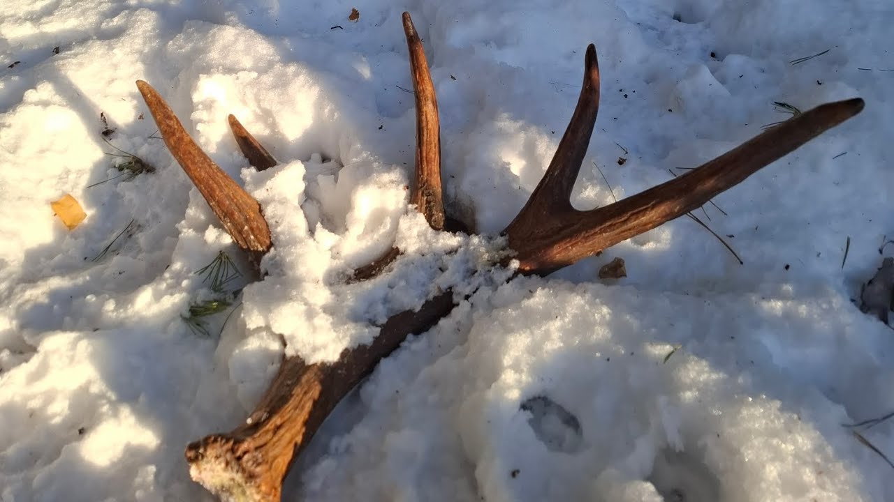 Zrzuty 2026! Piękna duża para od łosia 6kg!