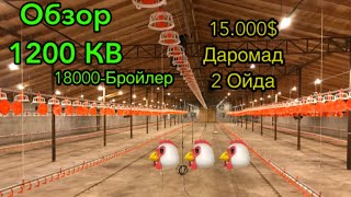 18.000 минг Бройлер бокадиган товукхона ва 18$ минг даромад ( обзор ) #broyler