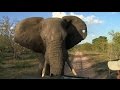 Djuma Game Reserve: Scott's and David's Scary Elephant Encounter March 02, 2016