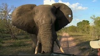 Djuma Game Reserve: Scott's and David's Scary Elephant Encounter March 02, 2016