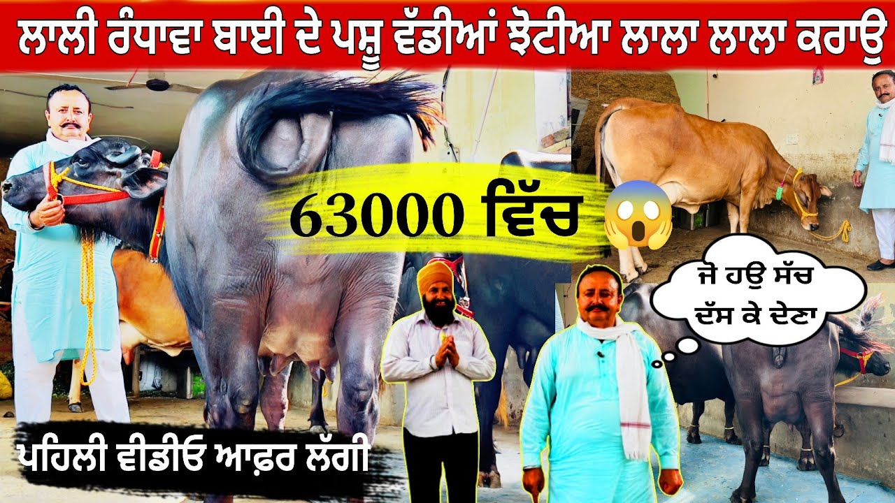 ਲਾਲੀ ਰੰਧਾਵਾ ਬਚੜੇ ਕੋਲ 4 ਮੱਝਾਂ ਇਕ ਸ਼ਾਹੀਵਾਲ ਵਹਿੜ ਮਾਲ ਜਾਇਜ਼ ਮੁੱਲ ਵਿੱਚ/ ਝੋਟੀਆਂ ਵੀ ਫੁੱਲ ਵਜ਼ਨਦਾਰ/ ਤਰਨਤਾਰਨ