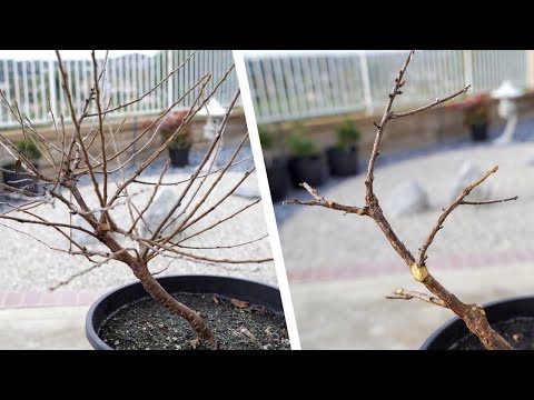 Nanking Cherry (or