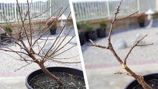 Nanking Cherry Training As Single-Trunk Bonsai Whip Asmr