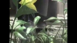 Ff7 Cloud And Tifa- Cant Get You Out Of My Head