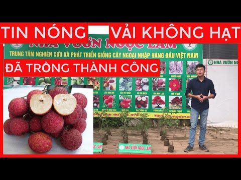 Video Vải Không Hạt Thái Lan [ Cây Nhập Khẩu F1 ] | Lh... - youtube