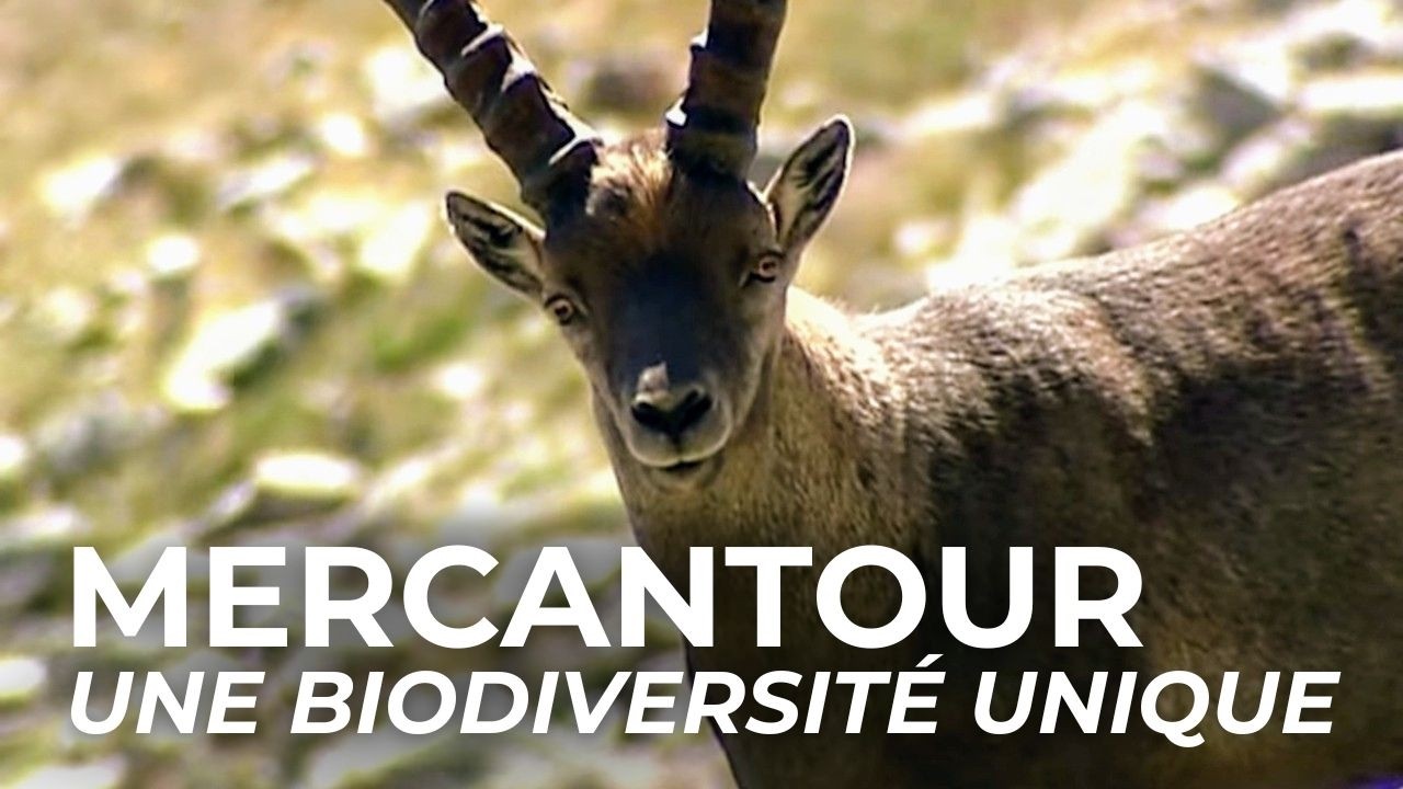 Parc du Mercantour | L'emblème du patrimoine français