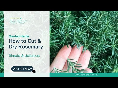 How to Cut and Dry Rosemary