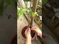 Just one of these will make your chili peppers produce more 🌱 #garden #tips #farmhacks #beginner