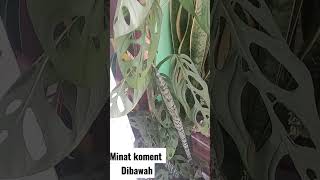 Tanaman Janda Bolong Minat Klik Koment Dibawah Serta Ajuran Harga