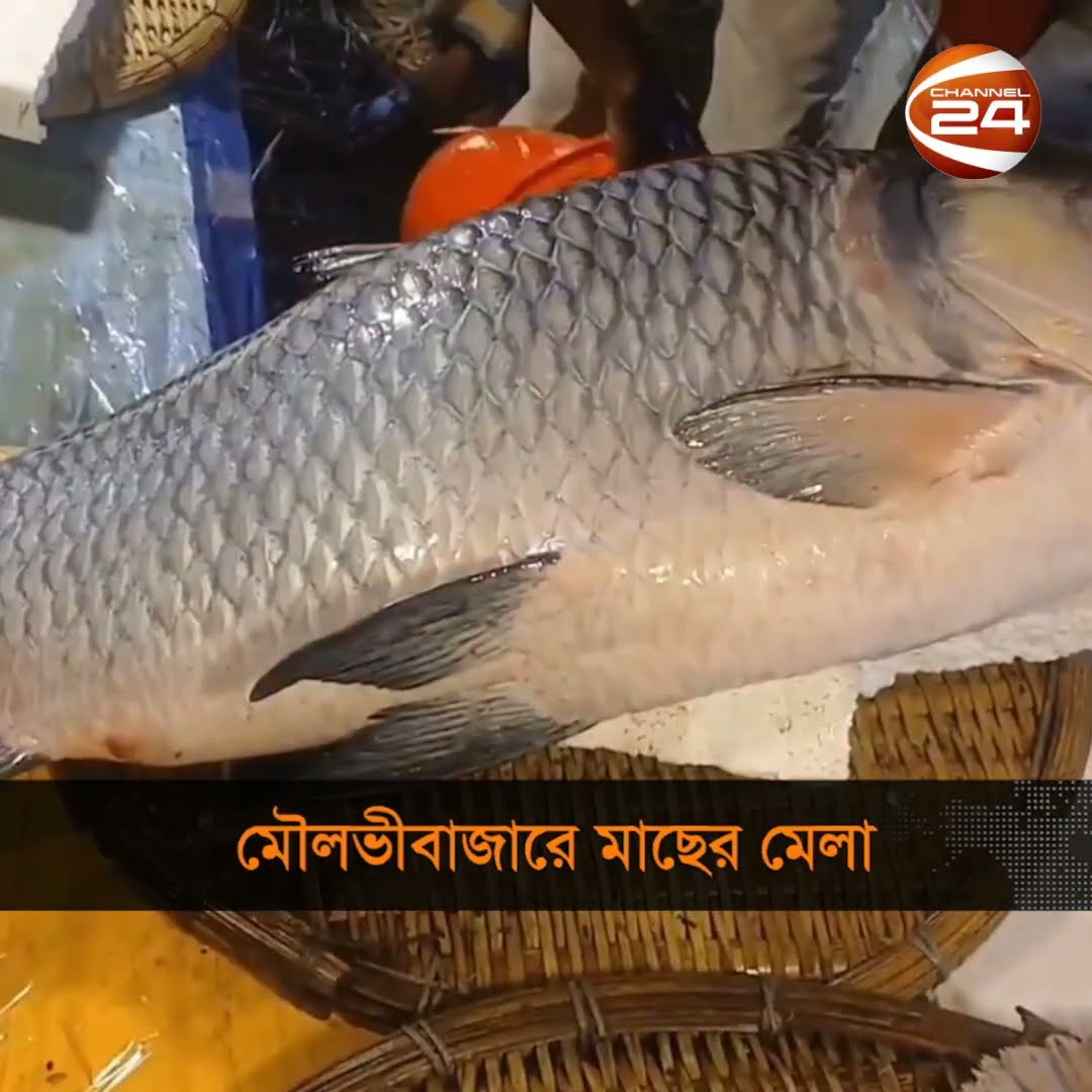 মৌলভীবাজারে মাছের মেলা #channel24 #news #channel24_news