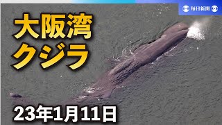 迷いクジラ発見から2日　呼吸弱まる　大阪市「今は見守るしか」