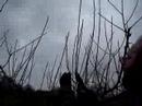Fruitwise apple pruning guide-tipping back