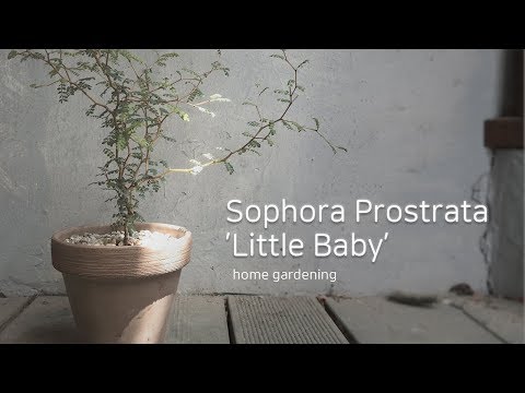 Video: Sophora (Vexibia)