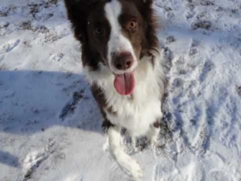 Luna Red Border Collie Youtube