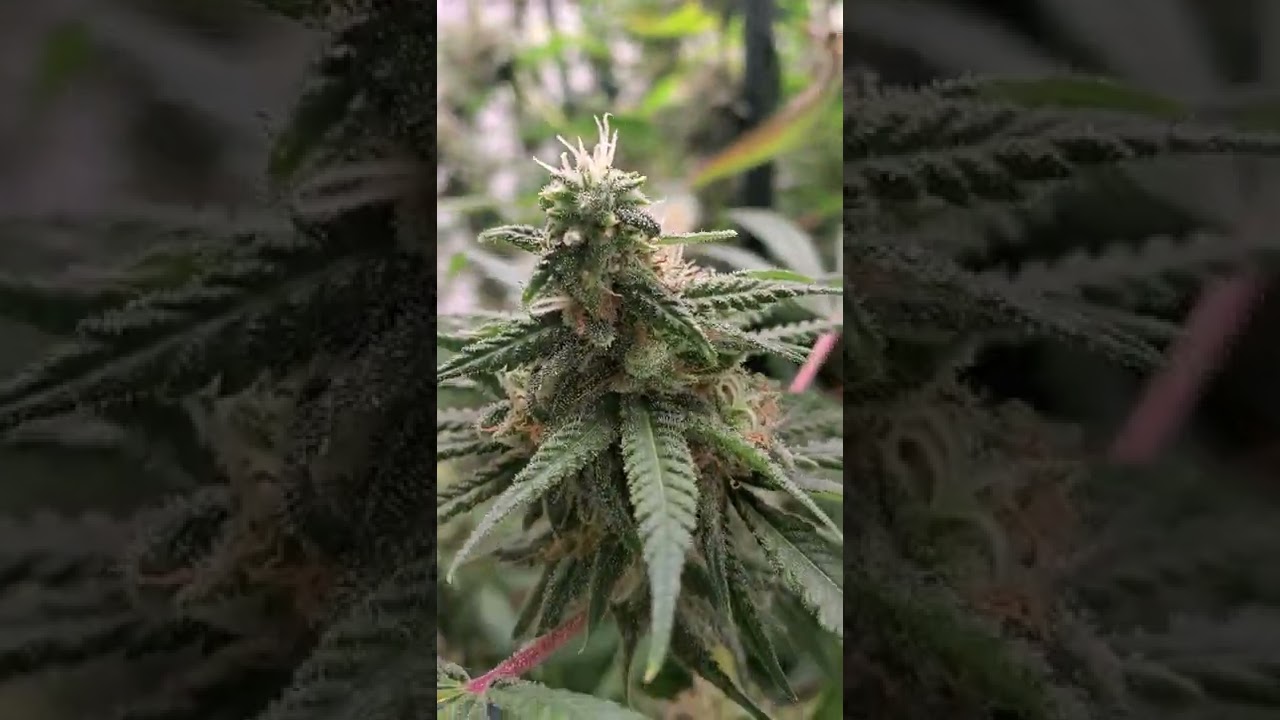 Living Ecosystem Flowering Room Update 6/24/2022